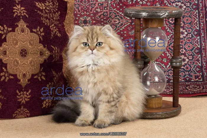 : Cat Persian Chinchilla 14 week old kitten Golden with hourglass : Cat Persian Chinchilla 14 week old kitten Golden with hourglass