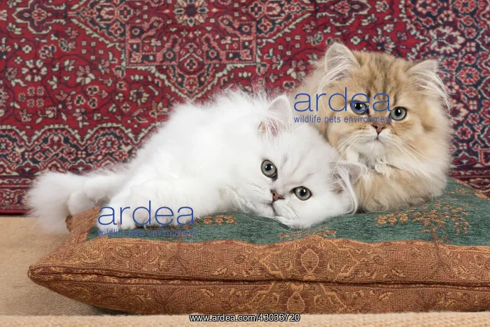 : Cat Persian Chinchilla 14 week old kittens golden and black tipped white : Cat Persian Chinchilla 14 week old kittens golden and black tipped white