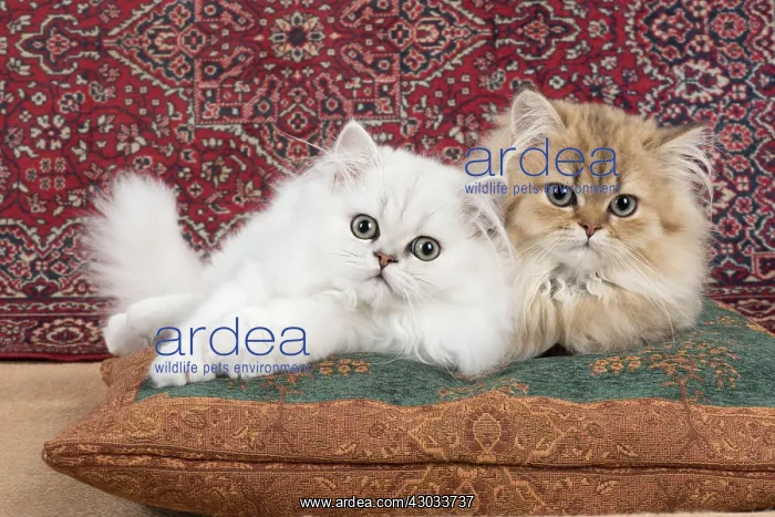 : Cat Persian Chinchilla 14 week old kittens golden and black tipped white : Cat Persian Chinchilla 14 week old kittens golden and black tipped white