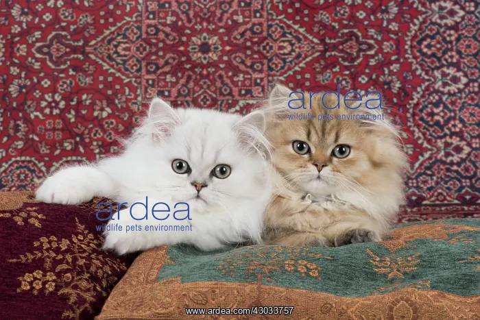 : Cat Persian Chinchilla 14 week old kittens golden and black tipped white : Cat Persian Chinchilla 14 week old kittens golden and black tipped white
