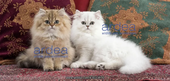 : Cat Persian Chinchilla 14 week old kittens golden and black tipped white : Cat Persian Chinchilla 14 week old kittens golden and black tipped white