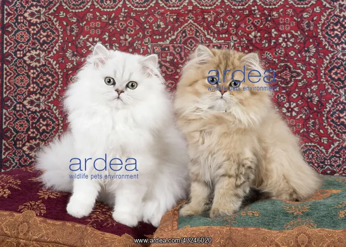  : Cat Persian Chinchilla 14 week old kittens golden and black tipped white