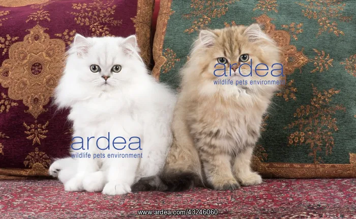 : Cat Persian Chinchilla 14 week old kittens golden and black tipped white : Cat Persian Chinchilla 14 week old kittens golden and black tipped white