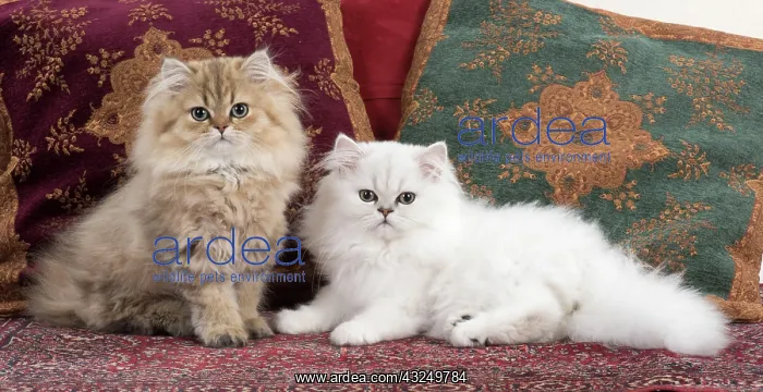 : Cat Persian Chinchilla 14 week old kittens golden and black tipped white : Cat Persian Chinchilla 14 week old kittens golden and black tipped white