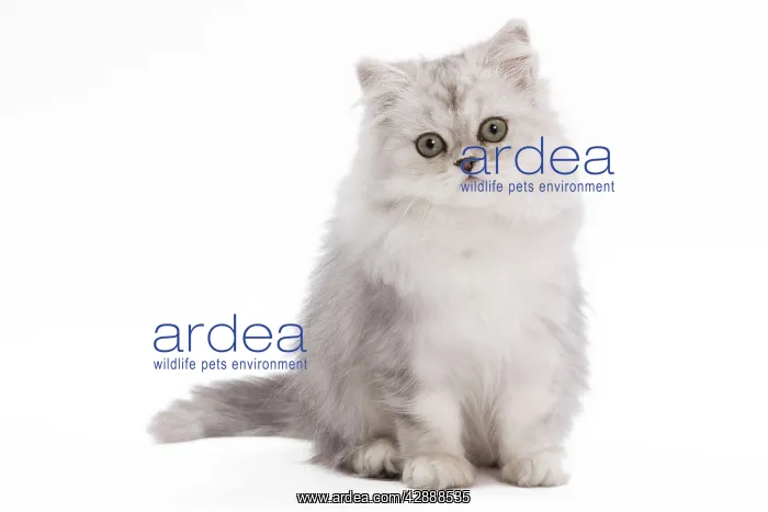  : Cat - Persian Chinchilla - 3 1 / 2 month old kitten in studio