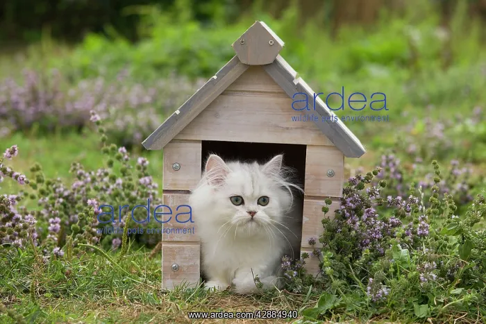 : Cat - Persian Chinchilla : Cat - Persian Chinchilla