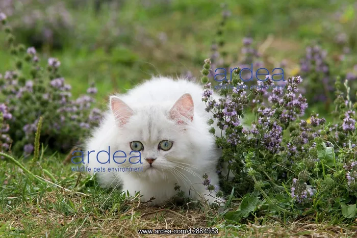 : Cat - Persian Chinchilla : Cat - Persian Chinchilla