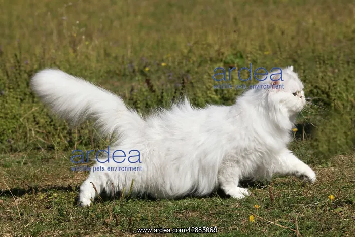 : Cat - Persian Chinchilla : Cat - Persian Chinchilla