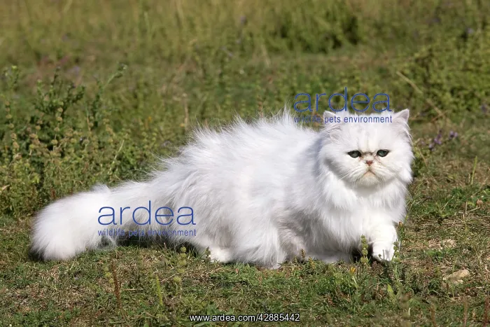 : Cat - Persian Chinchilla : Cat - Persian Chinchilla