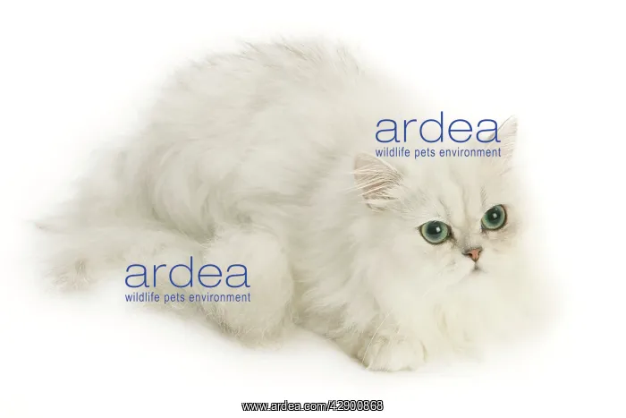 : Cat - Persian Chinchilla : Cat - Persian Chinchilla