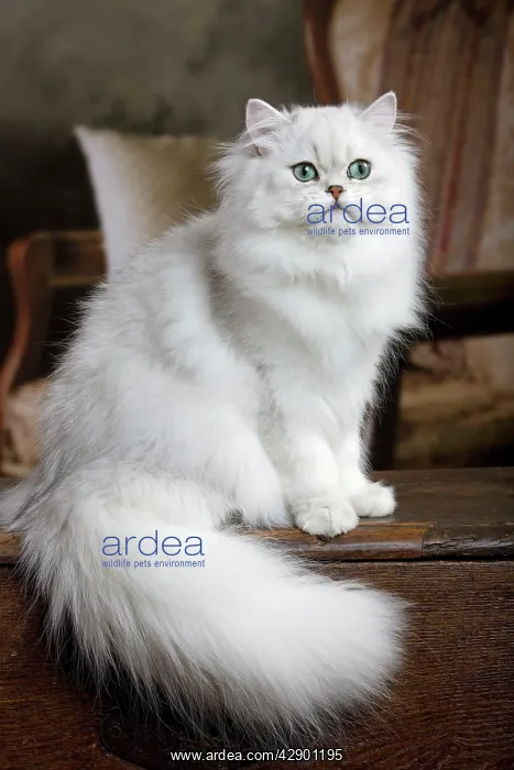  : Cat - Persian Chinchilla