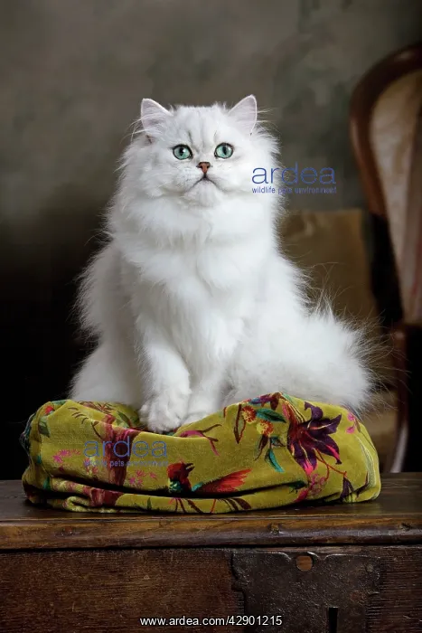  : Cat - Persian Chinchilla