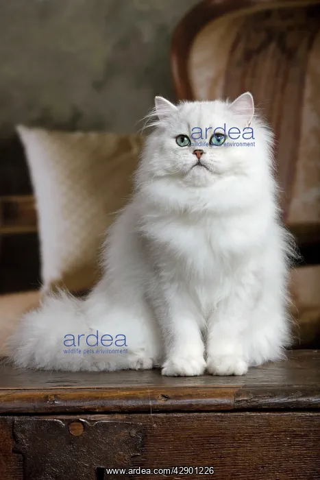  : Cat - Persian Chinchilla
