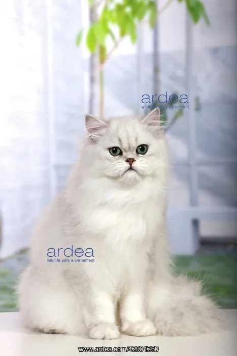  : Cat - Persian Chinchilla