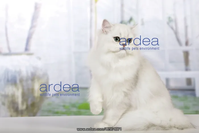 : Cat - Persian Chinchilla : Cat - Persian Chinchilla