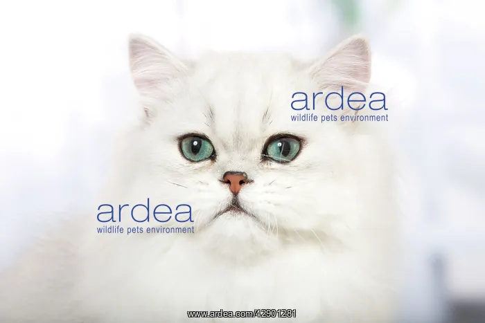  : Cat - Persian Chinchilla