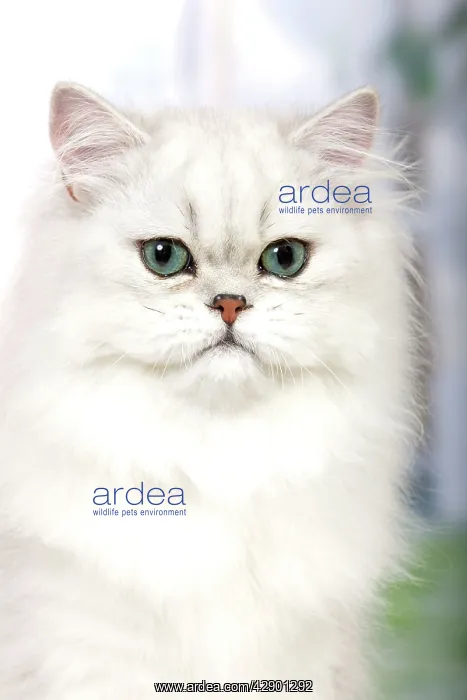 : Cat - Persian Chinchilla : Cat - Persian Chinchilla