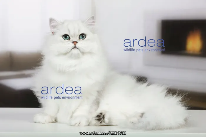 : Cat - Persian Chinchilla