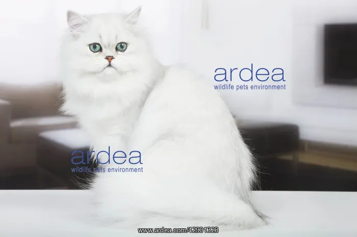  : Cat - Persian Chinchilla