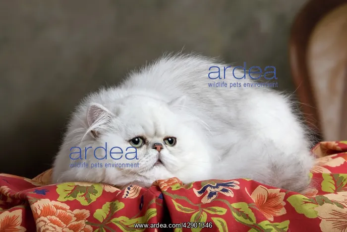 : Cat - Persian Chinchilla : Cat - Persian Chinchilla