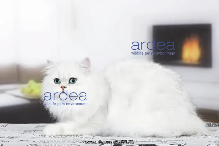 : Cat - Persian Chinchilla : Cat - Persian Chinchilla