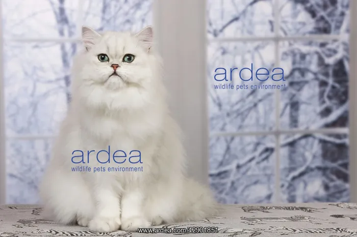 : Cat - Persian Chinchilla : Cat - Persian Chinchilla