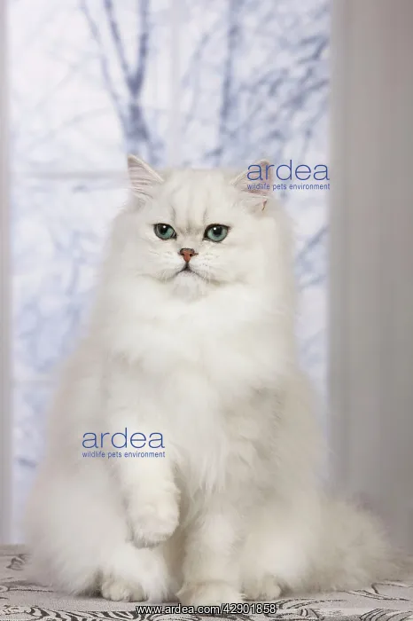 : Cat - Persian Chinchilla : Cat - Persian Chinchilla