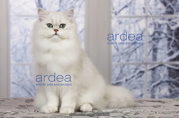 : Cat - Persian Chinchilla : Cat - Persian Chinchilla