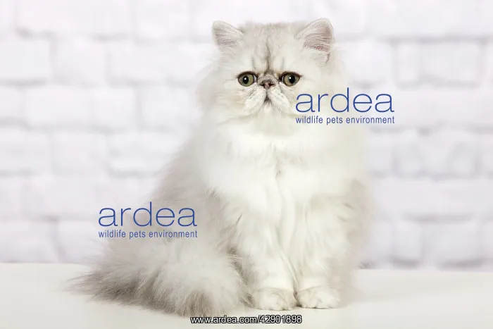  : Cat - Persian Chinchilla