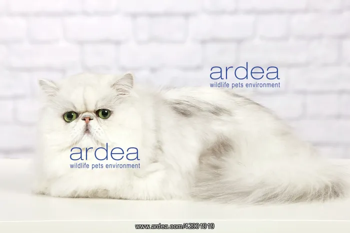 : Cat - Persian Chinchilla : Cat - Persian Chinchilla