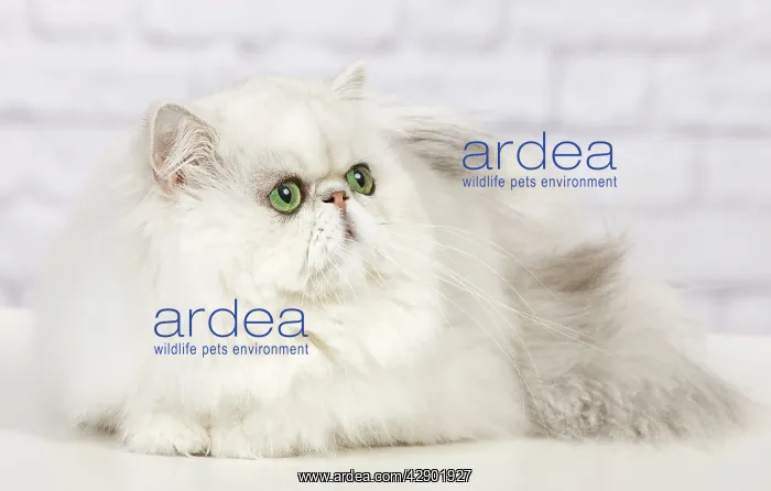  : Cat - Persian Chinchilla