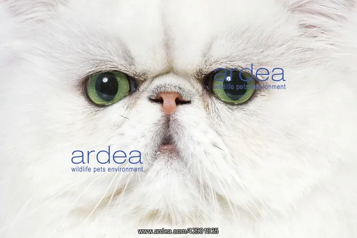 : Cat - Persian Chinchilla : Cat - Persian Chinchilla