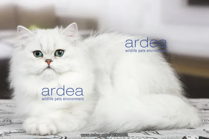 : Cat - Persian Chinchilla : Cat - Persian Chinchilla