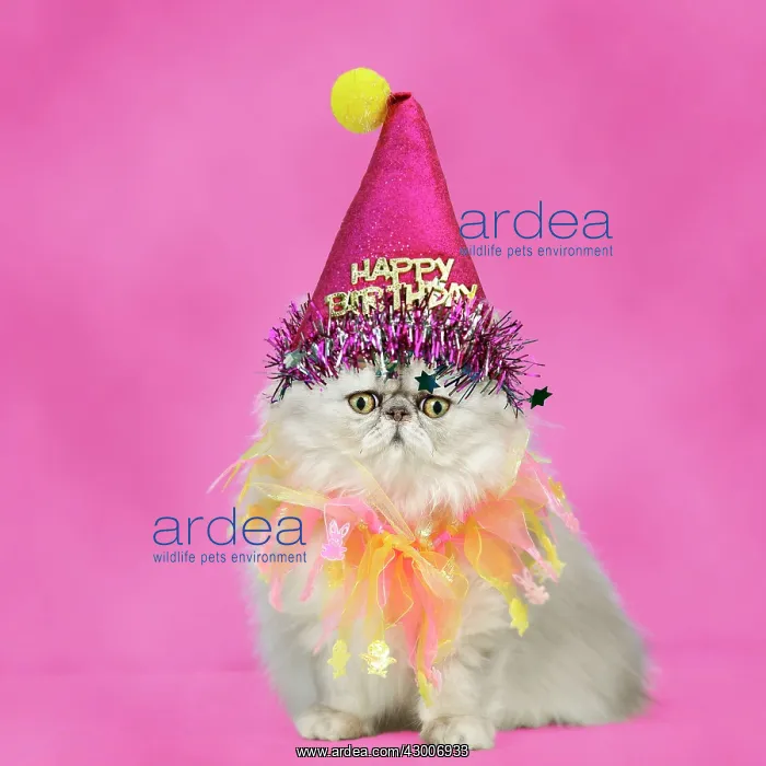 : Cat - Persian Chinchilla : Cat - Persian Chinchilla