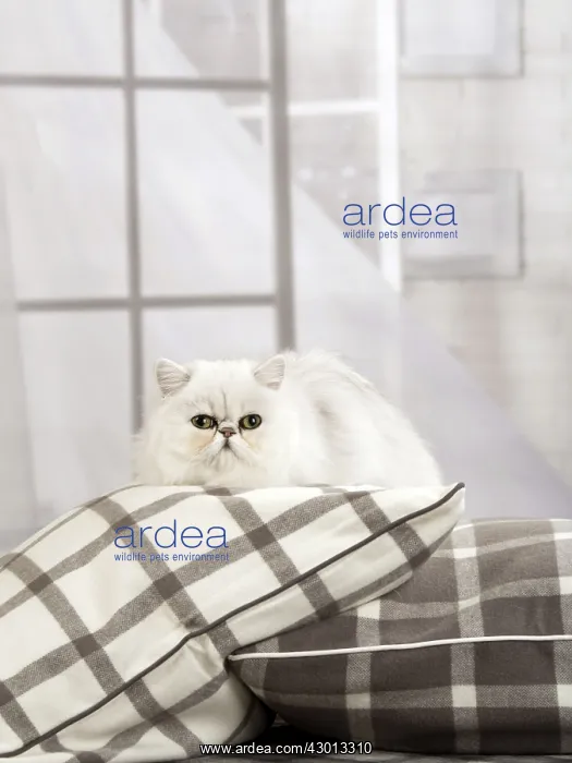 : Cat Persian chinchilla : Cat Persian chinchilla