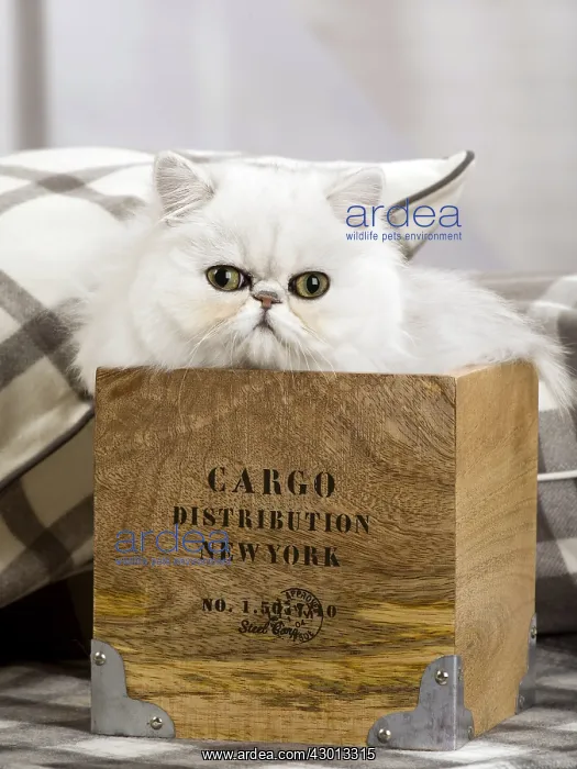 : Cat Persian chinchilla : Cat Persian chinchilla