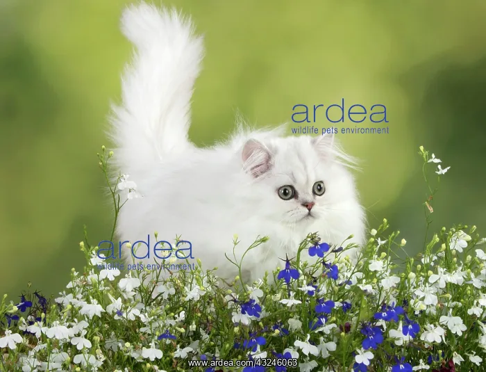 : Cat Persian Chinchilla black tipped white 14 week old kitten with flowers : Cat Persian Chinchilla black tipped white 14 week old kitten with flowers