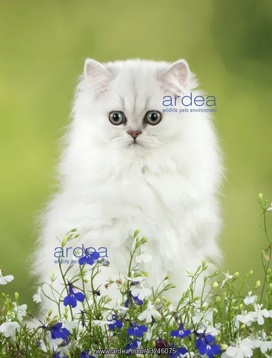 : Cat Persian Chinchilla black tipped white 14 week old kitten with flowers : Cat Persian Chinchilla black tipped white 14 week old kitten with flowers