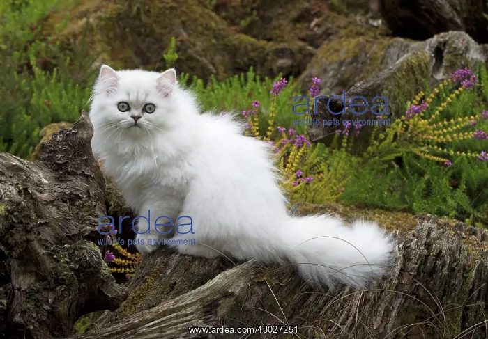 : Cat Persian Chinchilla black tipped white 14 week old kitten in heather : Cat Persian Chinchilla black tipped white 14 week old kitten in heather