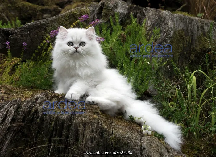  : Cat Persian Chinchilla black tipped white 14 week old kitten in heather