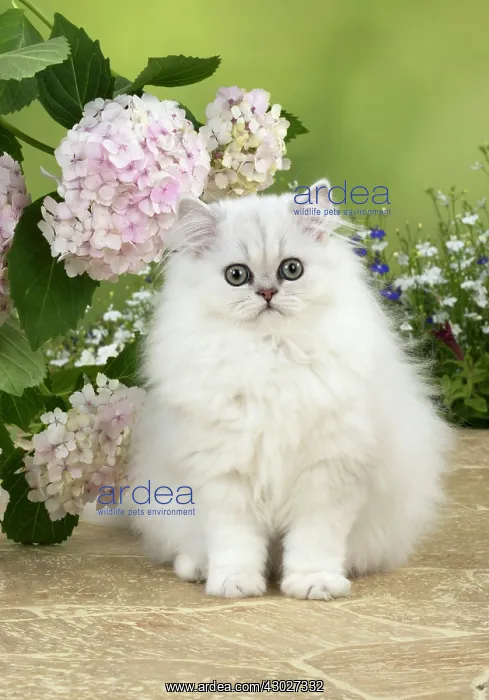  : Cat Persian Chinchilla black tipped white 14 week old kitten with Hydrangea flowers