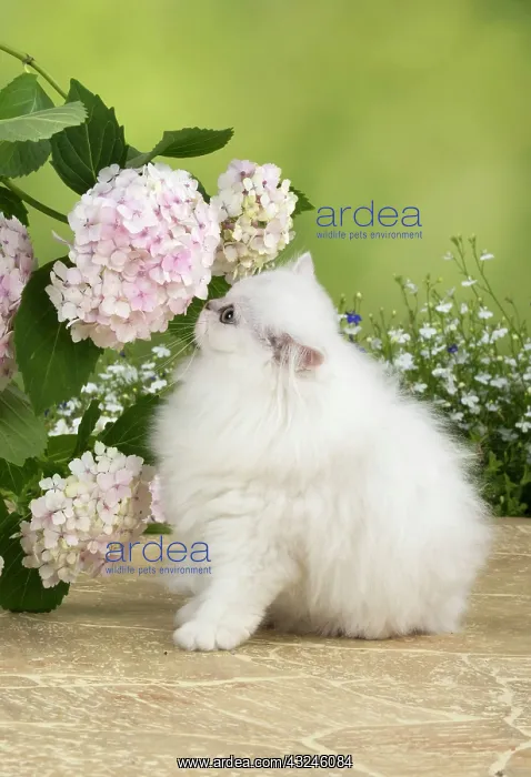 : Cat Persian Chinchilla black tipped white 14 week old kitten with Hydrangea flowers : Cat Persian Chinchilla black tipped white 14 week old kitten with Hydrangea flowers