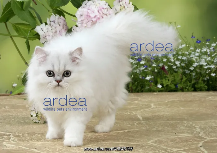 : Cat Persian Chinchilla black tipped white 14 week old kitten with Hydrangea flowers : Cat Persian Chinchilla black tipped white 14 week old kitten with Hydrangea flowers