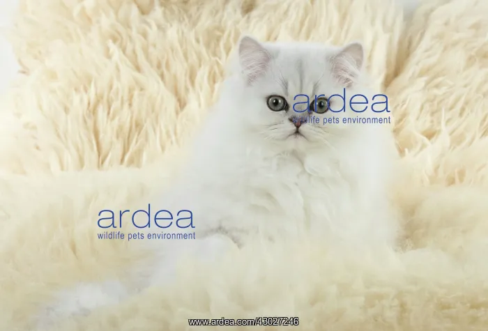 : Cat Persian Chinchilla black tipped white 14 week old kitten on sheep skin rug : Cat Persian Chinchilla black tipped white 14 week old kitten on sheep skin rug