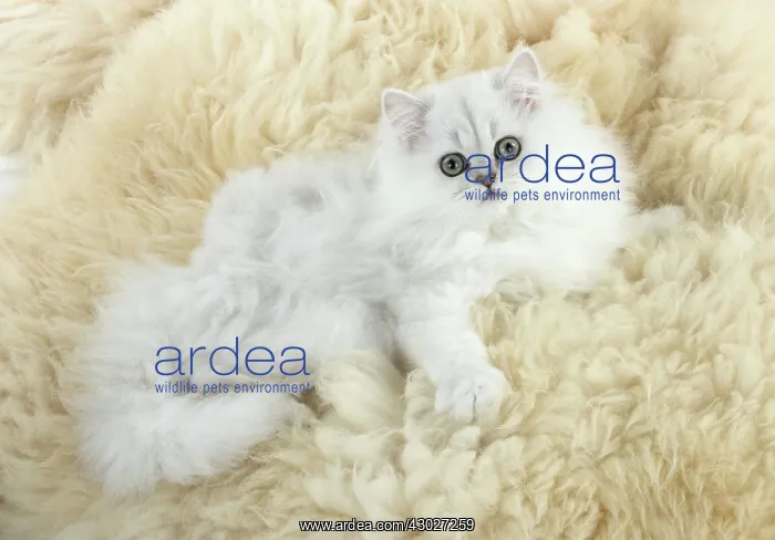 : Cat Persian Chinchilla black tipped white 14 week old kitten on sheep skin rug : Cat Persian Chinchilla black tipped white 14 week old kitten on sheep skin rug