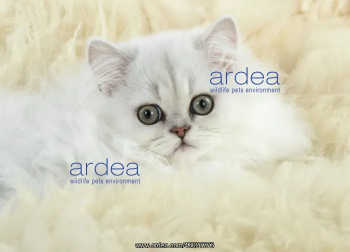 : Cat Persian Chinchilla black tipped white 14 week old kitten on sheep skin rug : Cat Persian Chinchilla black tipped white 14 week old kitten on sheep skin rug
