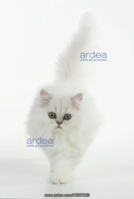 : Cat Persian Chinchilla black tipped white 14 week old kitten walking to camera : Cat Persian Chinchilla black tipped white 14 week old kitten walking to camera