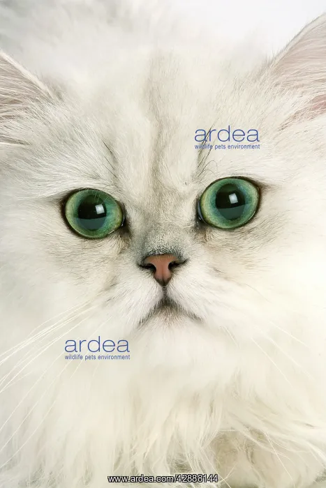 : Cat - Persian Chinchilla - Close-up of face : Cat - Persian Chinchilla - Close-up of face
