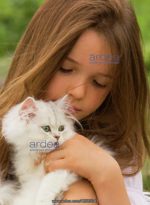 : Cat - Persian Chinchilla being cuddled by young girl : Cat - Persian Chinchilla being cuddled by young girl