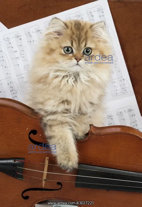 : Cat Persian Chinchilla Golden 14 week old kitten : Cat Persian Chinchilla Golden 14 week old kitten